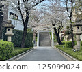 Cherry blossoms at Hikawa Shrine 125099024