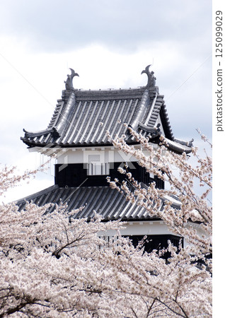 Komine Castle with cherry blossoms in bloom Komine Castle with cherry blossoms in bloom 125099029