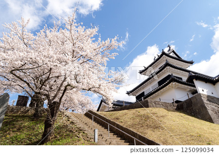 Komine Castle with cherry blossoms in bloom 125099034