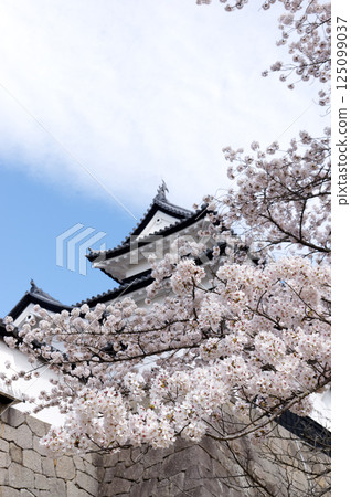 Komine Castle with cherry blossoms in bloom 125099037