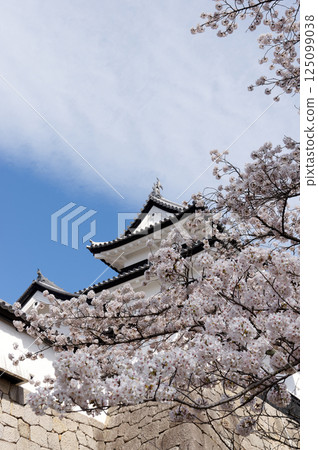 Komine Castle with cherry blossoms in bloom Komine Castle with cherry blossoms in bloom 125099038