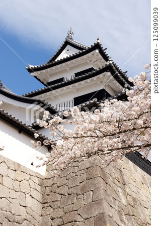 Komine Castle with cherry blossoms in bloom Komine Castle with cherry blossoms in bloom 125099039