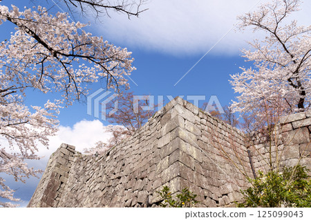 Komine Castle with cherry blossoms in bloom Komine Castle with cherry blossoms in bloom 125099043