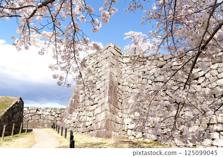 Komine Castle with cherry blossoms in bloom Komine Castle with cherry blossoms in bloom 125099045