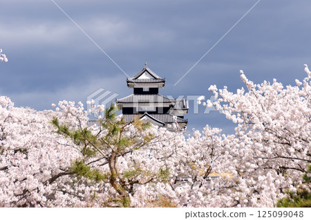 Komine Castle with cherry blossoms in bloom 125099048