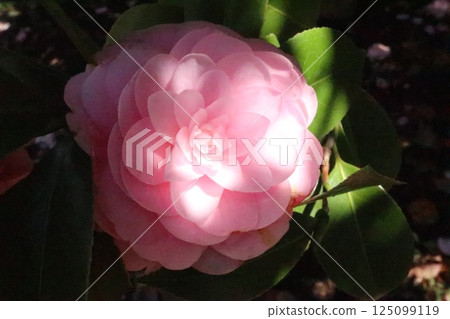 可愛的少女山茶花正在盛開 125099119