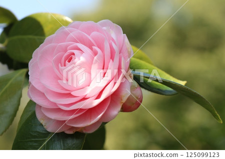 Cute maiden camellias are blooming Cute maiden camellias are blooming 125099123