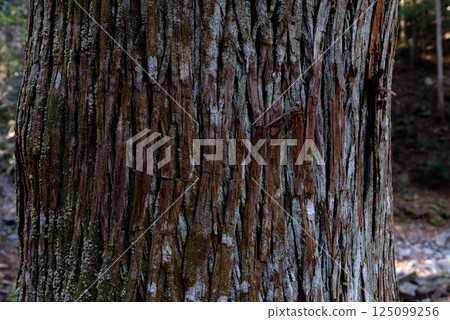 雪松木表面 125099256