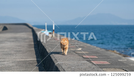 棕色虎斑貓在路堤上行走 125099259