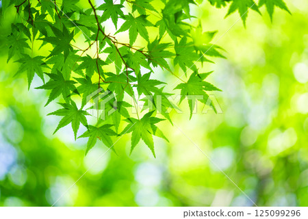 Fresh green image material [Fresh green leaves of maple trees] 125099296