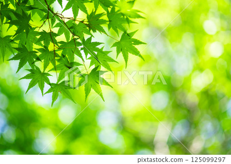 Fresh green image material [Fresh green leaves of maple trees] 125099297