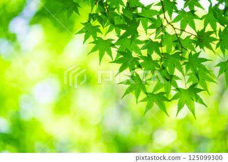 Fresh green image material [Fresh green leaves of maple trees] 125099300