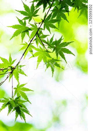 Fresh green image [Fresh green maple leaves] 125099302