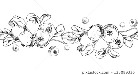 Cranberry lingonberry bunch, green leaves, vector hand drawn in ink, ripe swamp forest berry bearberry teaberry wintergreen. Isolated seamless banner border for restaurant, cafe menu, farmers market 125099336