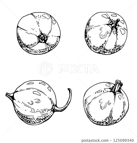 Currant gooseberry fruit hand drawn in vector ink, garden berry huckleberry juneberry casseille jostaberry. Botanical isolated elements illustration. Restaurant cafe menu, farmers market, organic food 125099340