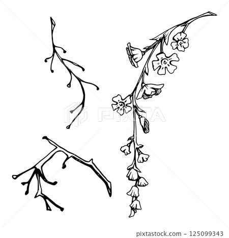 Tree, berry or bush plant flower, long stem branch twig cluster hand drawn in vector ink, early spring, late autumn or winter. Botanical illustration element isolated on white. Wedding, florist shop. 125099343