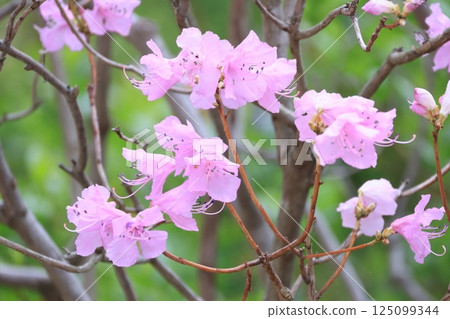 Blooming pink Mitsuba azalea flowers 125099344