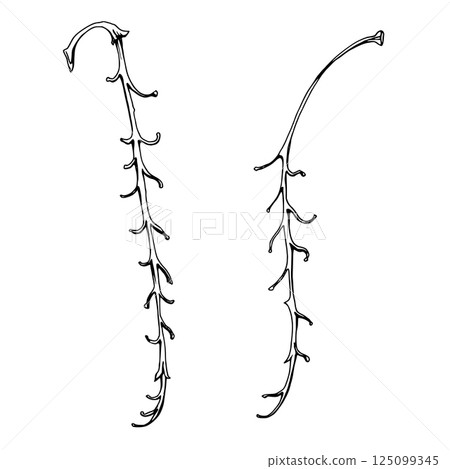Tree, flower, berry or bush raceme. Long plant stem branch twig cluster hand drawn in vector ink, early spring, late autumn or winter. Botanical isolated illustration element. Gardening, florist shop. 125099345