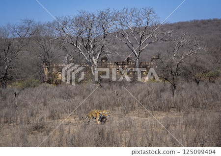wild female loving mother bengal tiger or panthera tigris and two cubs walking together and old mosque or masjid monument in background roaming in hunting playground at ranthambore national park india 125099404