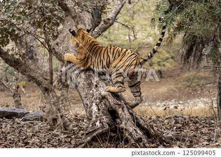 wild male bengal tiger or panthera tigris with tail up climbing hugging body on tree trunk tail up scratching bark of tree showing dominance territory marking behavior ranthambore national park india wild male bengal tiger or panthera tigris with tail up climbing hugging body on tree trunk tail up scratching bark of tree showing dominance territory marking behavior ranthambore national park india 125099405