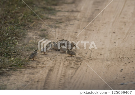 roadblock by grey francolin or grey partridge or Francolinus pondicerianus family with showstopper chicks or babies walking on jungle track or forest track at Ranthambore national park rajasthan india 125099407