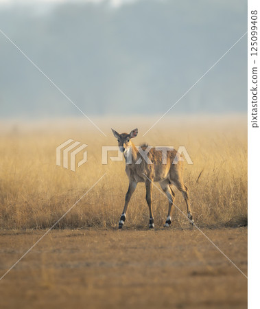 nilgai or blue bull or Boselaphus tragocamelus fawn in open grassland or grass field Largest Asian antelope in natural scenic environment in safari at forest of central india nilgai or blue bull or Boselaphus tragocamelus fawn in open grassland or grass field Largest Asian antelope in natural scenic environment in safari at forest of central india 125099408