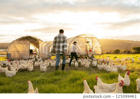 Farm, couple and chicken with an agriculture team working together outdoor in the poultry industry. Grass, nature and sustainability with a man and woman farmer at work with agricultural chickens 125099461