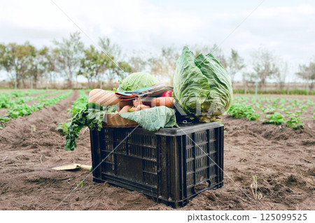 Agriculture, field harvest and container of vegetables, organic food and spring growth isolated on sustainability farm. Countryside dirt soil, eco friendly farming and crate of vegan health produce Agriculture, field harvest and container of vegetables, organic food and spring growth isolated on sustainability farm. Countryside dirt soil, eco friendly farming and crate of vegan health produce 125099525