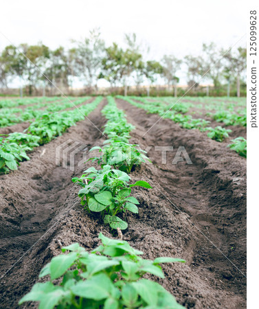 Agriculture farm, plant growth sustainability and field for carbon capture or ecology farming. Eco friendly farming, plantation and vegetables for clean energy or sustainable food in countryside 125099628