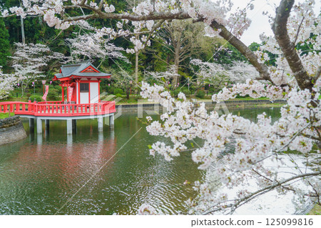 [千葉縣茂原市] 茂原公園（弁天湖）與春天的櫻花 125099816