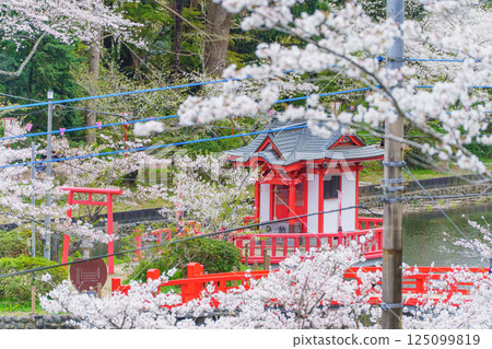 [Mobara City, Chiba Prefecture] Mobara Park (Lake Benten) and cherry blossoms in spring 125099819