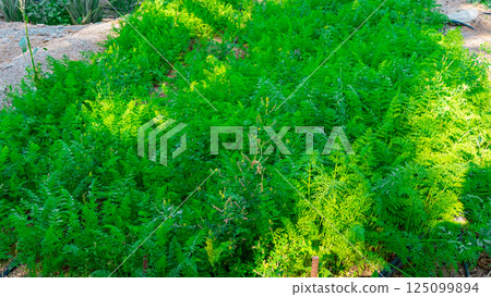Lush green foliage in tropical jungle . High quality photo 125099894