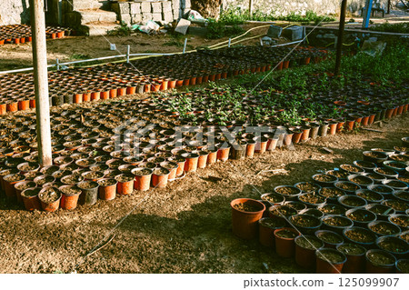 Potted green plants in garden, organic growing, greenhouse plants. High quality photo Potted green plants in garden, organic growing, greenhouse plants. High quality photo 125099907