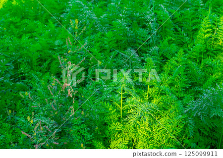 Drip irrigation system. High quality photo Drip irrigation system. High quality photo 125099911