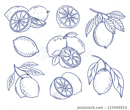 Lemon fruit set. Collection of lemon sketches. Hand drawn doodle illustration. Lemon fruit set. Collection of lemon sketches. Hand drawn doodle illustration. 125099919