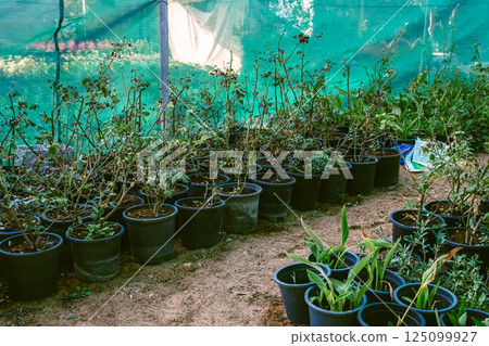 Potted green plants in garden, organic growing, greenhouse plants. High quality photo Potted green plants in garden, organic growing, greenhouse plants. High quality photo 125099927