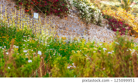 Colorful blooming flowers. High quality photo 125099951