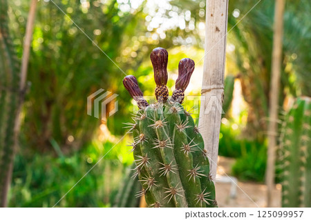Small Bunny ears cactus grow in pot. High quality photo 125099957