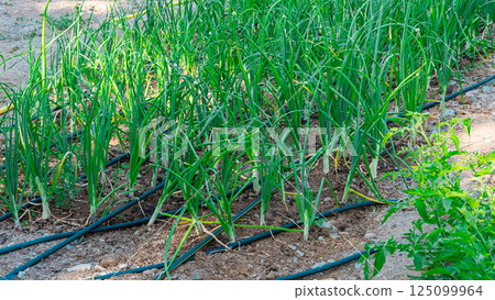 Baby vegetables planting in nursery greenhouse with drip irrigation water system, modern agricultural concept. High quality photo Baby vegetables planting in nursery greenhouse with drip irrigation water system, modern agricultural concept. High quality photo 125099964