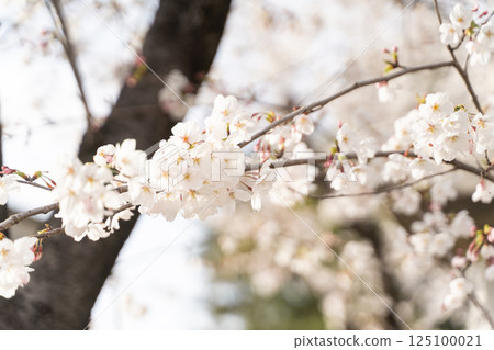 櫻花盛開，春天來臨② 125100021