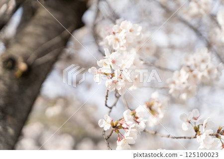 櫻花盛開，預示著春天的到來 125100023