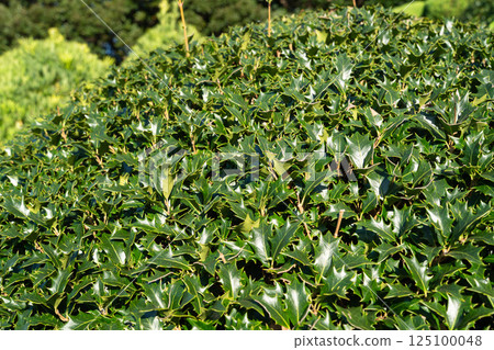 Osmanthus heterophyllus holly leaf Osmanthus heterophyllus holly leaf 125100048