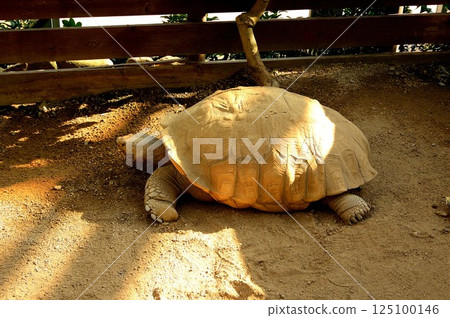 Sunbust turtle Sunbust turtle 125100146