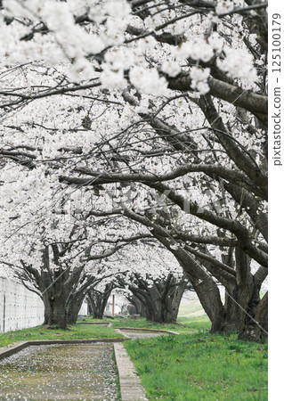 Cherry Blossoms	 125100179