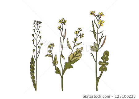 Botanical wildflowers isolated on white background. Hand drawn plants with stems, leaves, flowers vector illustration. Graphic design elements for Birthday Invitation Greeting Card Print Page Book Set Botanical wildflowers isolated on white background. Hand drawn plants with stems, leaves, flowers vector illustration. Graphic design elements for Birthday Invitation Greeting Card Print Page Book Set 125100223