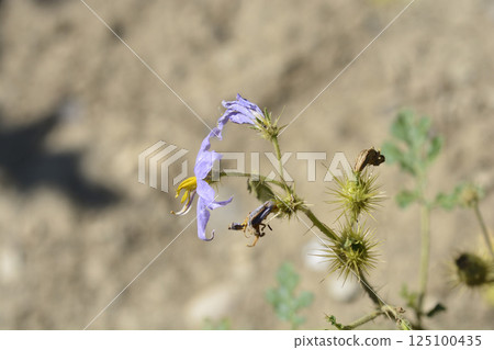 Sticky nightshade Sticky nightshade 125100435