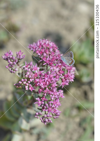 Stonecrop Ruby Glow Stonecrop Ruby Glow 125100436