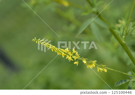 Yellow sweet clover 125100446