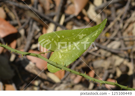 Common smilax Common smilax 125100449