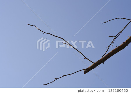American sweetgum 125100460